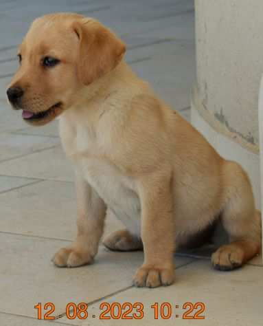 Labrador Retriever (ultima cucciola)