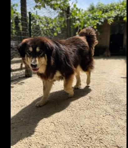 Lady meravigliosa 4anni pelo lungo salvata da 1lager aspetta casa da tempo ROMA