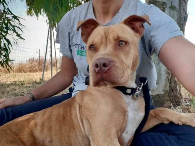 Lady pit red nose