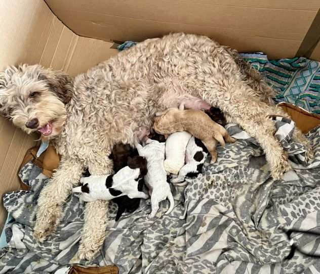 LAGOTTO ROMAGNOLO CUCCIOLI