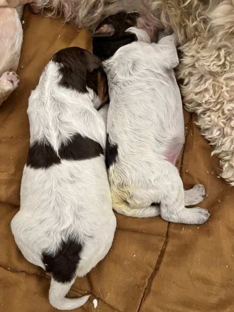 LAGOTTO ROMAGNOLO CUCCIOLI