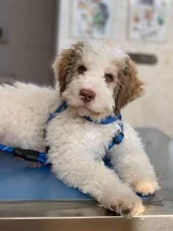 Lagotto romagnolo per monta