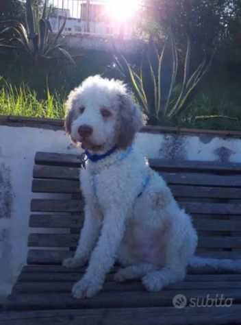 Lagotto romagnolo per monta