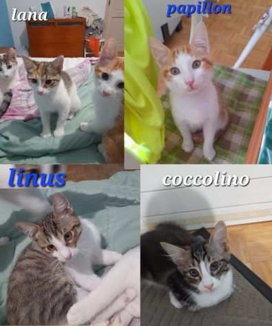Lana-Papillon-Coccolino-Linus, gattini da adottare