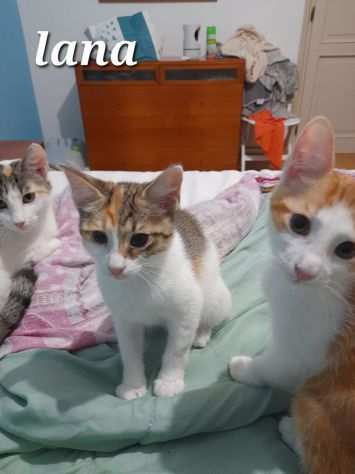 Lana-Papillon-Coccolino-Linus, gattini da adottare