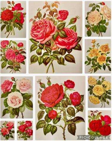 Le Livre Dor des Roses - 1903