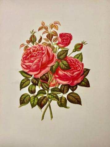 Le Livre Dor des Roses - 1903