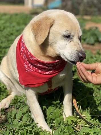 Lennon deluso e picchiato da chi doveva amarlo