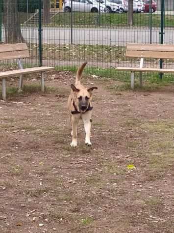 LEO 10 mesi tradito e ancora tradito. CERCA URGENTEMENTE UNA CASA X SEMPRE