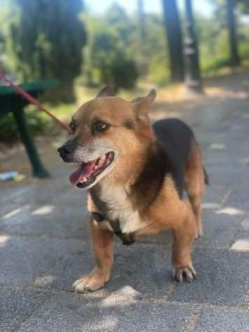 LESKY SUPER CAGNOLINO