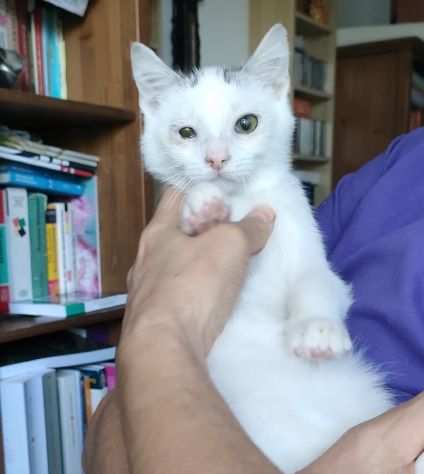 Lewis, affettuoso e dolce - cucciolo gatto bianco - IN ADOZIONE