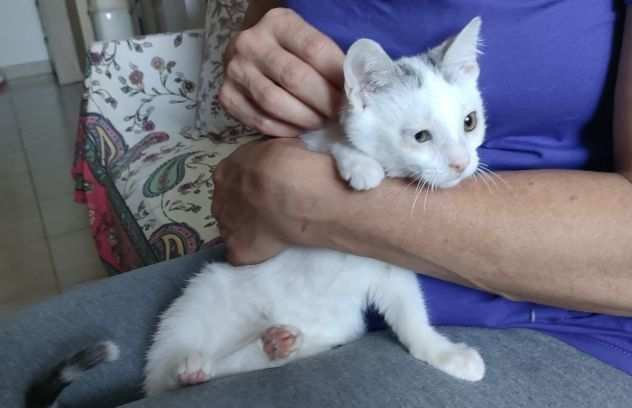 Lewis, affettuoso e dolce - cucciolo gatto bianco - IN ADOZIONE