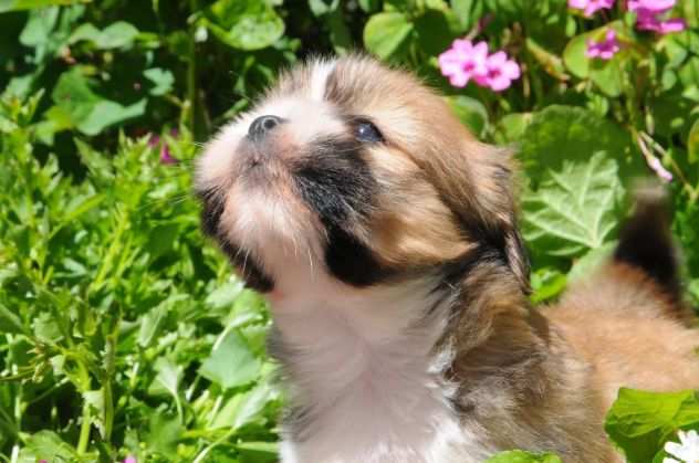 Lhasa Apso Cucciola TREQUARTIDILUNA