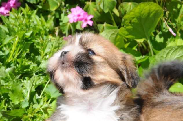 Lhasa Apso Cucciola TREQUARTIDILUNA