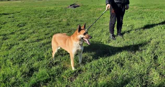 Lia spettacolare mix husky lupetta