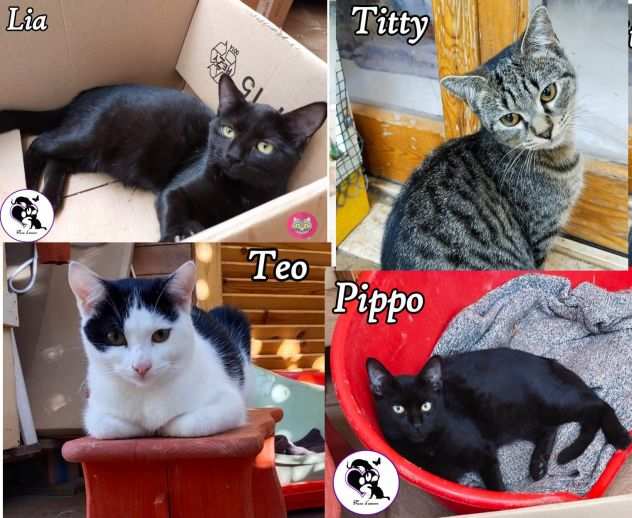 LIA, TEO, TITTI, PIPPO, gattini in adozione