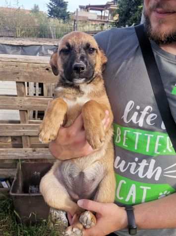 Lilla, cucciola tenerona cercaa mamma TG MEDIA