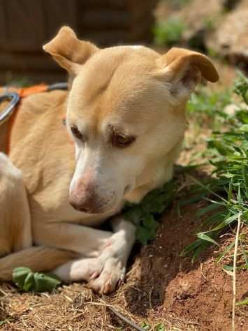 Lilla taglia piccolahellip..da cucciola vive in canile