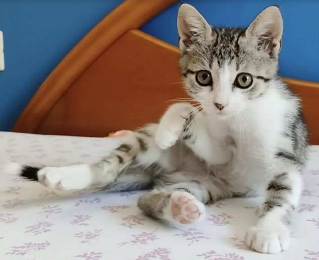 Lilli gattina di 2 mesi