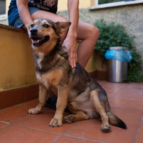 LILLO cane extra dolce, taglia PICCOLA