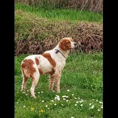 LILLY cagnolina in adozione