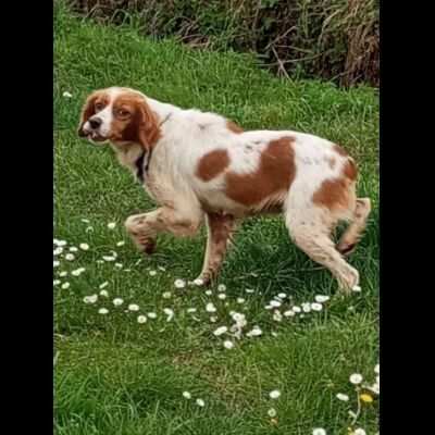 LILLY cagnolina in adozione