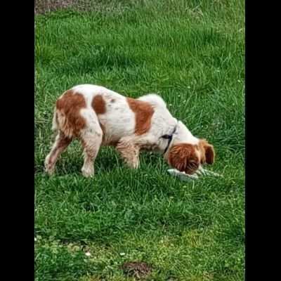 LILLY cagnolina in adozione