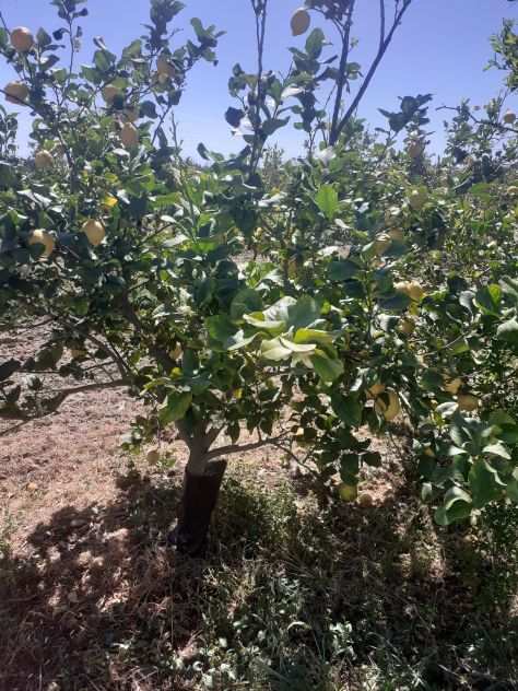 Limoni e pompelmi biologici