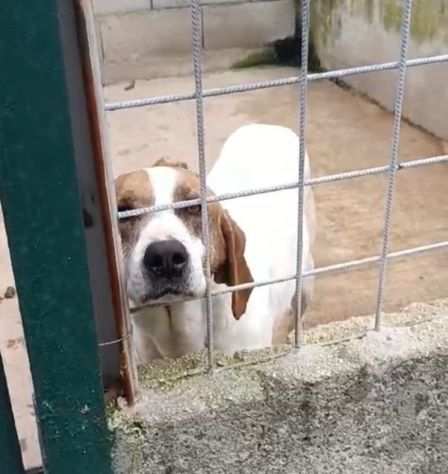 LINA CAGNOLINA IN ADOZIONE