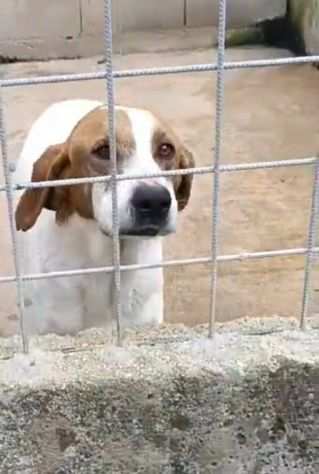 LINA CAGNOLINA IN ADOZIONE