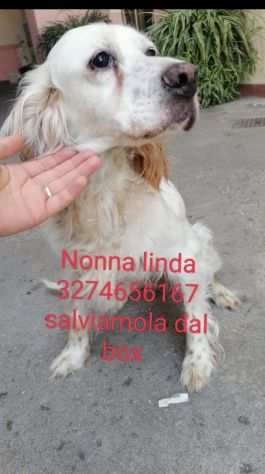 Linda Setter 13anni kg12..ne ha passate tante CAMPANIA