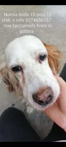 Linda Setter 13anni kg12..ne ha passate tante CAMPANIA