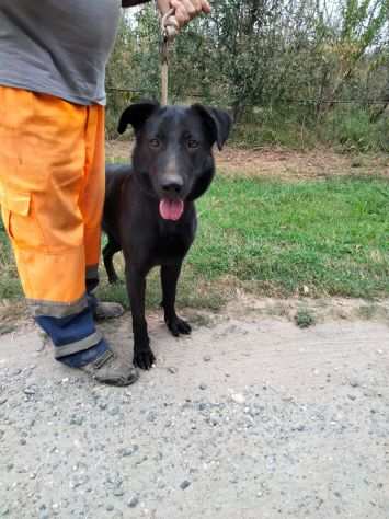 Lisa dolcissima simil labrador cerca il suo riscatto