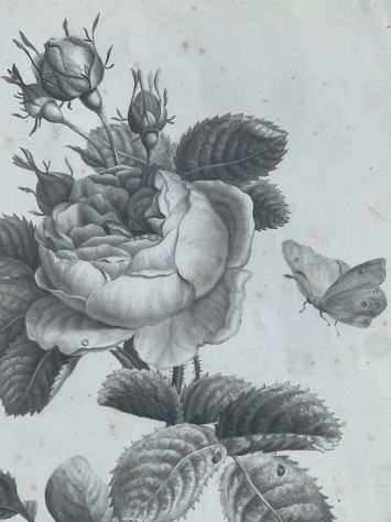 Lodovico de Courten rose acquerello, Rosa a cento foglie