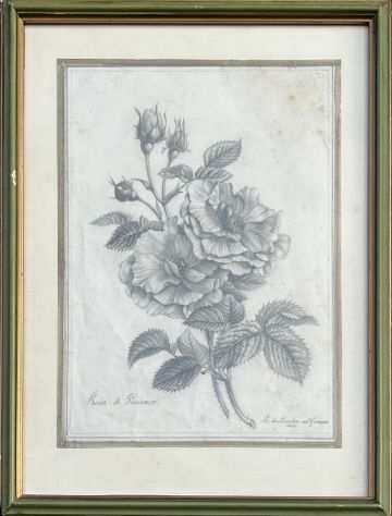 Lodovico de Courten rose acquerello, Rosa di provenza