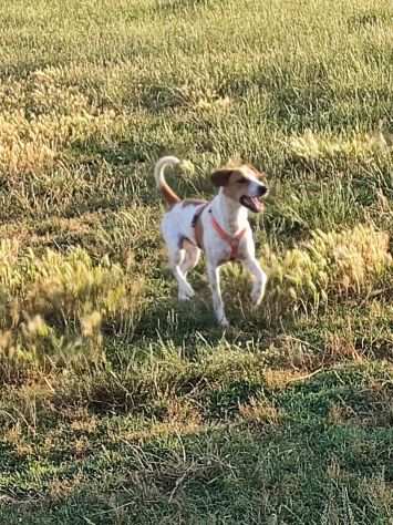 Loki, cucciolone cerca compagni di giochi