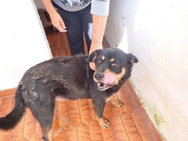 LOLA 5anni dolcissima ed invisibile Calabria