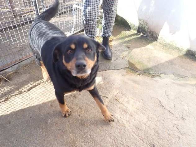 LOLA 5anni dolcissima ed invisibile Calabria