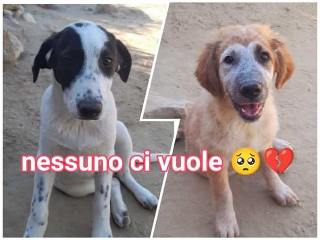 LOLA E MEMOLE CUCCIOLE 5 MESI TAGLIA MEDIA