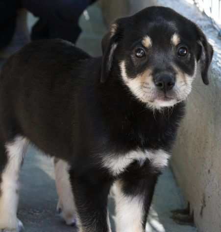 Lolita stupenda cucciola futura taglia media in adozione.