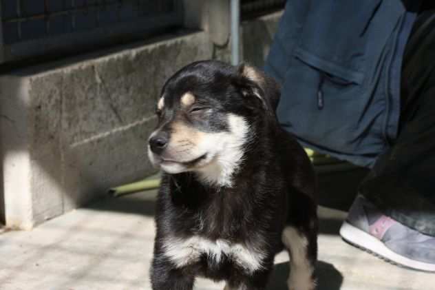 Lolita stupenda cucciola futura taglia media in adozione.