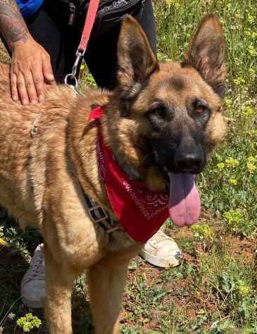 Loney simil pastore , da cucciola tenuta legata a catena