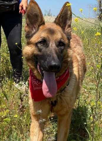 Loney simil pastore , da cucciola tenuta legata a catena