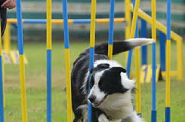 Lotto di terra per area sgamento cani o altro