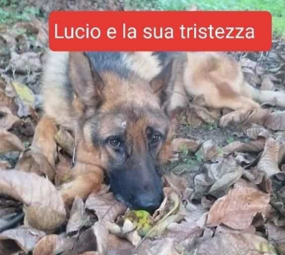 LUCIO 5anni past. ted. abbandonato 2volte SUD