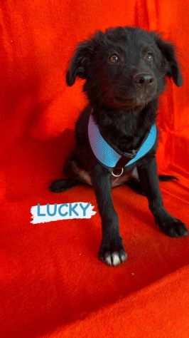 Lucky piccolo cucciolo 3 mesi egrave finito in canile,ora aspetta la sua famiglia