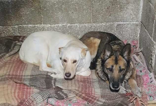 LUCY 13 ANNI PASTORE TEDESCO E ZANNA 18 MESI SIMIL LABRADOR