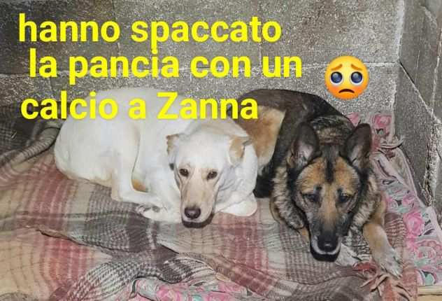 LUCY 13 ANNI PASTORE TEDESCO E ZANNA 18 MESI SIMIL LABRADOR