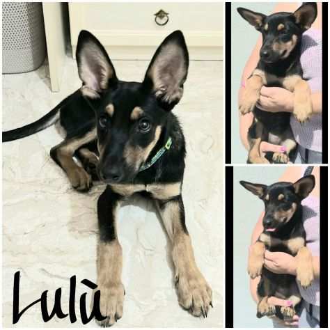 Lulu una cagnolina furbetta in adozione