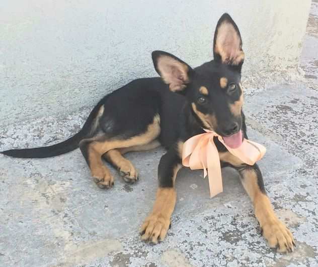 Lulu una cagnolina furbetta in adozione